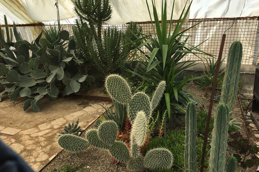 Cactus are resistant against aridity
